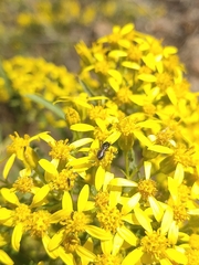 Barkleyanthus salicifolius