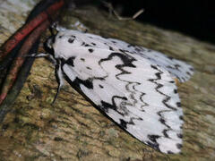 Lymantria alexandrae