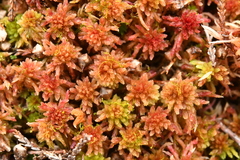 Cephaloziella hampeana
