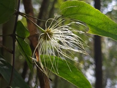 Clematis henryi