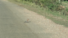 Upupa epops longirostris