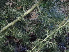 Genista stenopetala