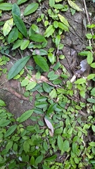 Hydrangea viburnoides