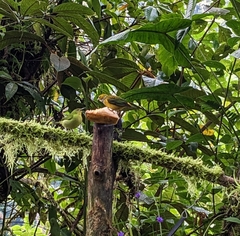 Tangara icterocephala