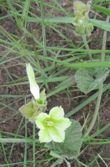 Convolvulus natalensis