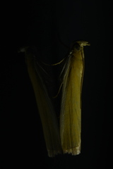 Oncocera semirubella