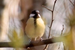 Parus major newtoni