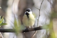 Parus major newtoni