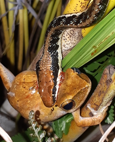 Painted Bronzeback, photo 10 of 10