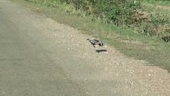 Upupa epops longirostris