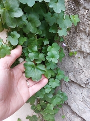 Cymbalaria muralis