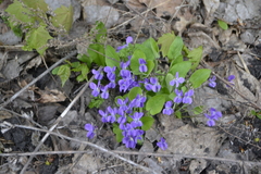 Viola ambigua