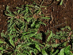 Ornithopus compressus