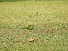 Merops orientalis ferrugeiceps