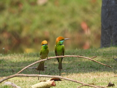 Merops orientalis ferrugeiceps