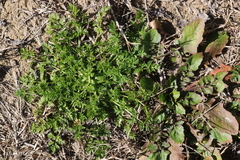 Torilis nodosa