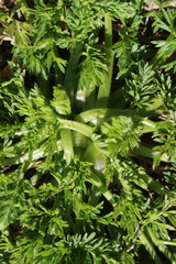 Torilis nodosa
