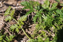Torilis nodosa