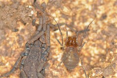 Holoscotolemon lessiniense