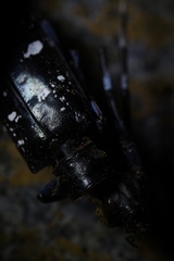 Anoplophora glabripennis