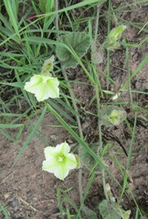 Convolvulus natalensis