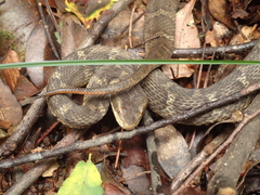 Gloydius tsushimaensis