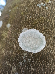Phlyctis argena