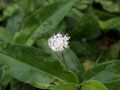 Hydrocotyle leucocephala
