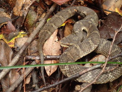 Gloydius tsushimaensis