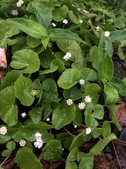 Hydrocotyle leucocephala