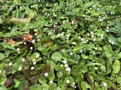 Hydrocotyle leucocephala