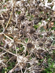 Eryngium campestre