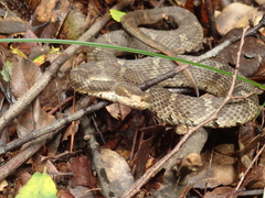 Gloydius tsushimaensis