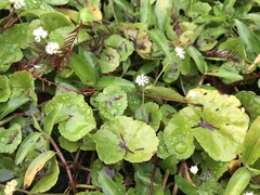 Hydrocotyle leucocephala
