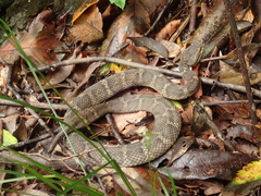 Gloydius tsushimaensis