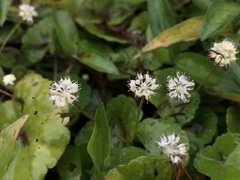 Hydrocotyle leucocephala