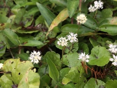 Hydrocotyle leucocephala