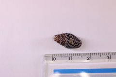 Pardalinops testudinaria