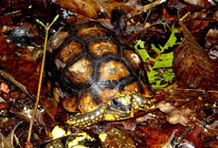 Chelonoidis denticulatus