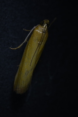 Oncocera semirubella