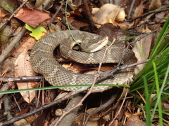 Gloydius tsushimaensis