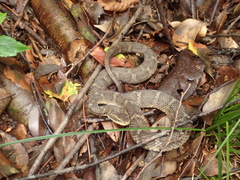 Gloydius tsushimaensis