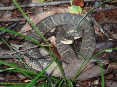 Gloydius tsushimaensis