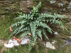 Asplenium pinnatifidum