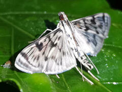 Rhimphalea astrigalis