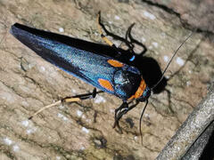 Monosyntaxis holmanhunti