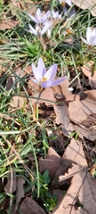 Crocus biflorus