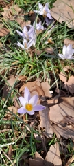 Crocus biflorus