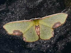 Spaniocentra apatelloides