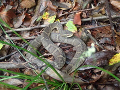 Gloydius tsushimaensis